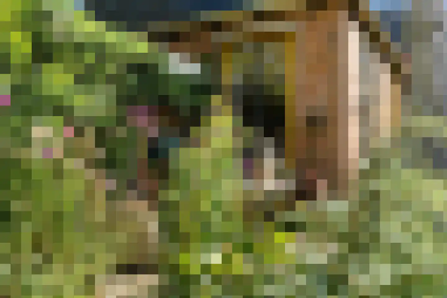 Hoogstraten 4 Gerkesklooster thumbnail 48