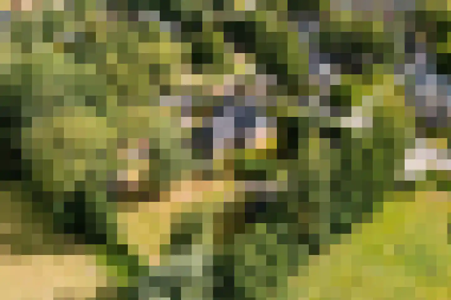 Hoogstraten 4 Gerkesklooster thumbnail 62