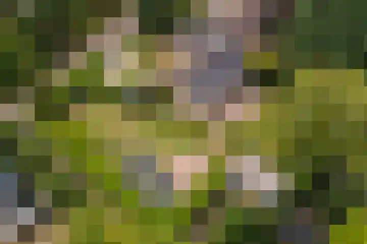 Hoogstuk 11 Druten thumbnail 4