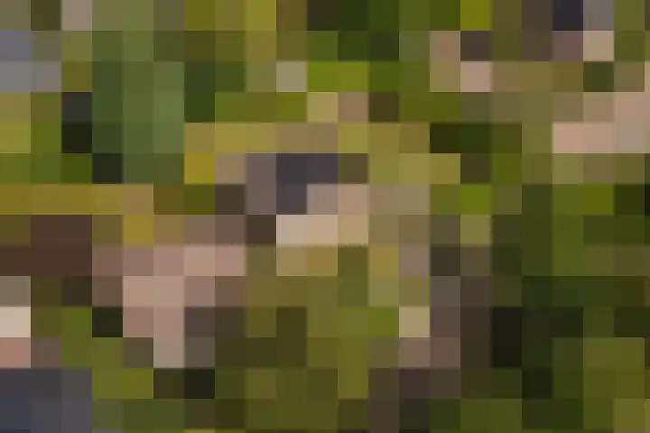 Hoogstuk 11 Druten thumbnail 55