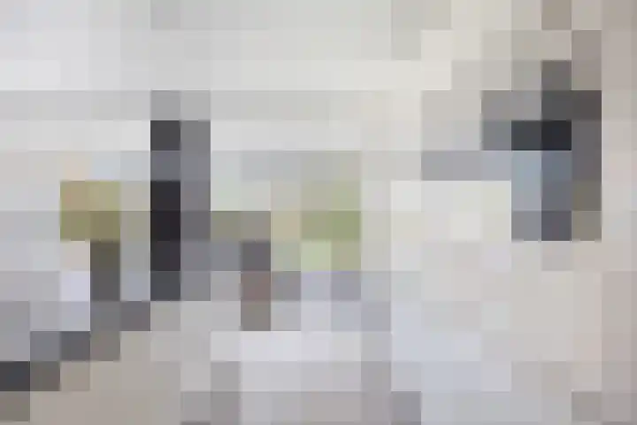 Hoogveldsweg 54 A Echt thumbnail 9