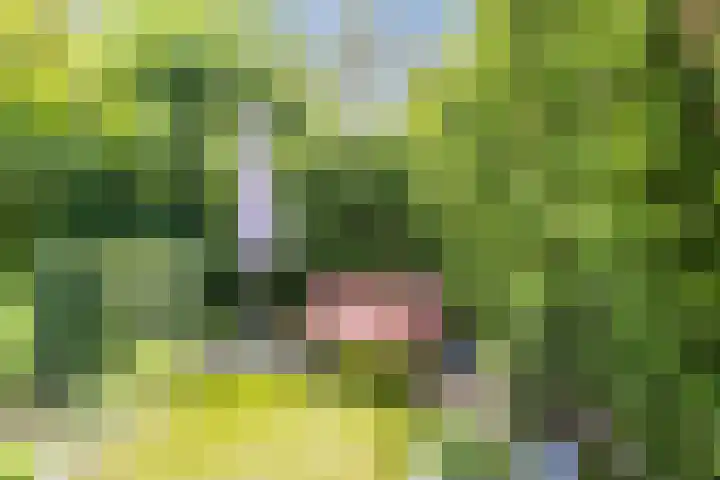 Hooiakker 11 Rijen thumbnail 30