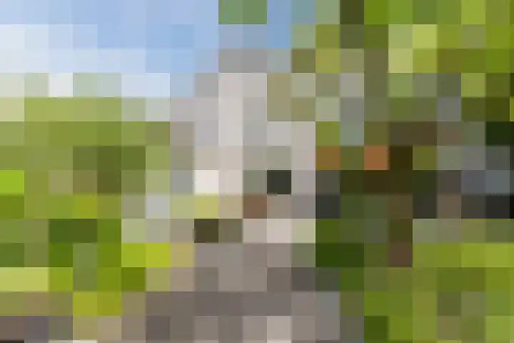 Hooiakker 11 Rijen thumbnail 4