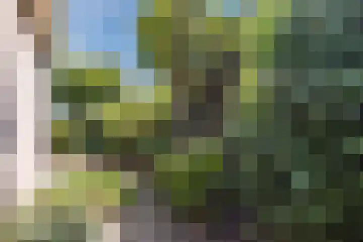 Hooiakker 3 Rijen thumbnail 16