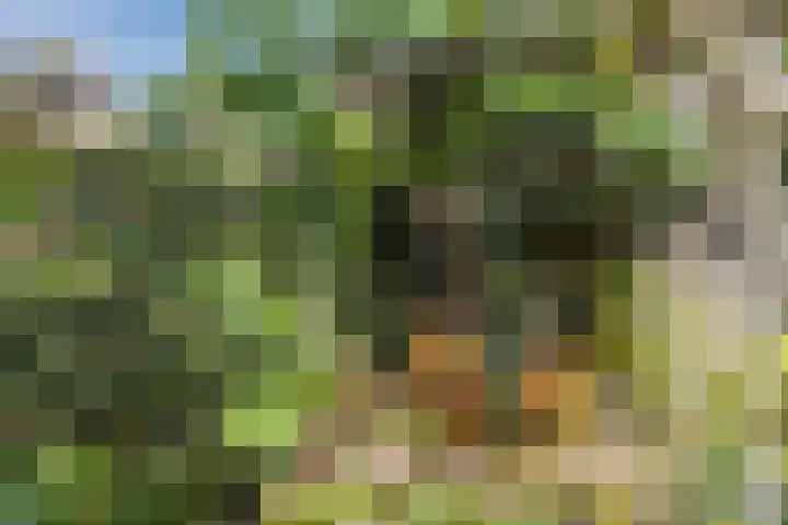Hooiakker 3 Rijen thumbnail 17
