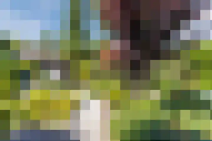 Hooiakker 3 Rijen thumbnail 18