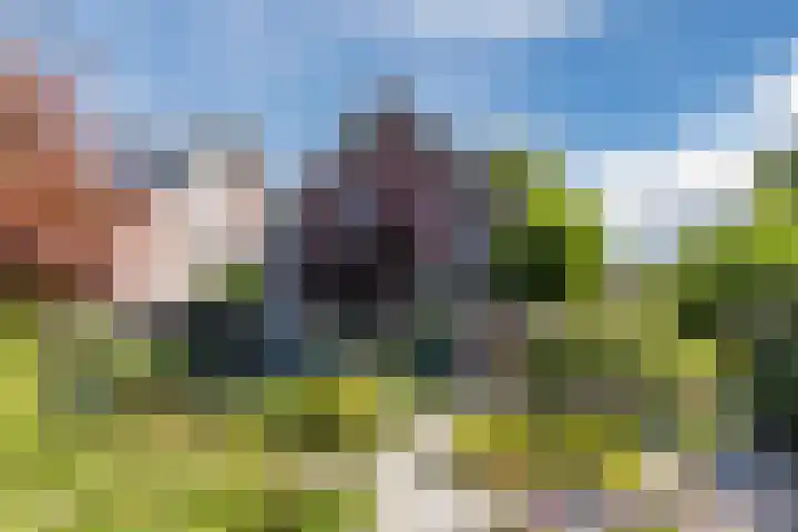 Hooiakker 3 Rijen foto 2