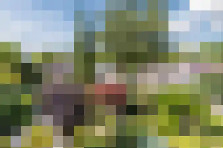 Hooiakker 3 Rijen foto 3