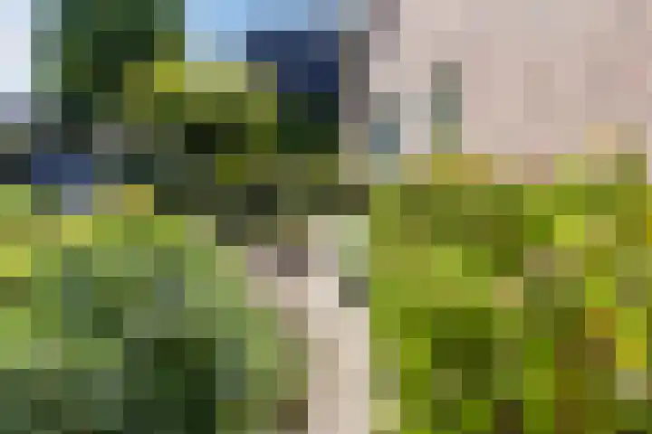 Hooiakker 3 Rijen thumbnail 39