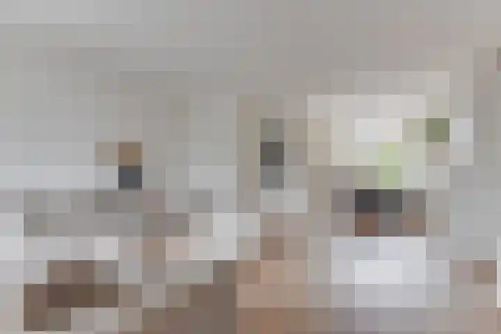 Hooiakker 69 Noord-Scharwoude thumbnail 10