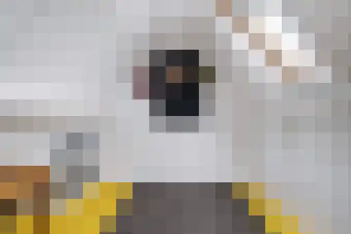 Hooijengastrjitte 16 Burgum thumbnail 32
