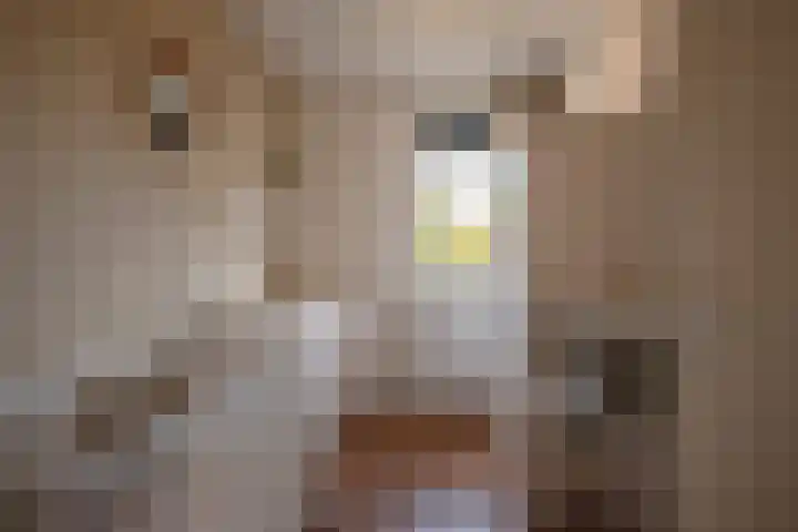 Hooikampen 7 Ruinen thumbnail 17