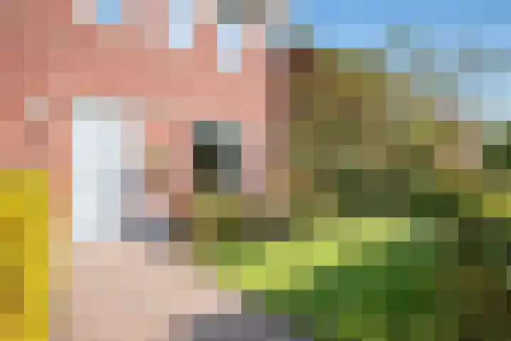 Hooikampen 7 Ruinen foto 3