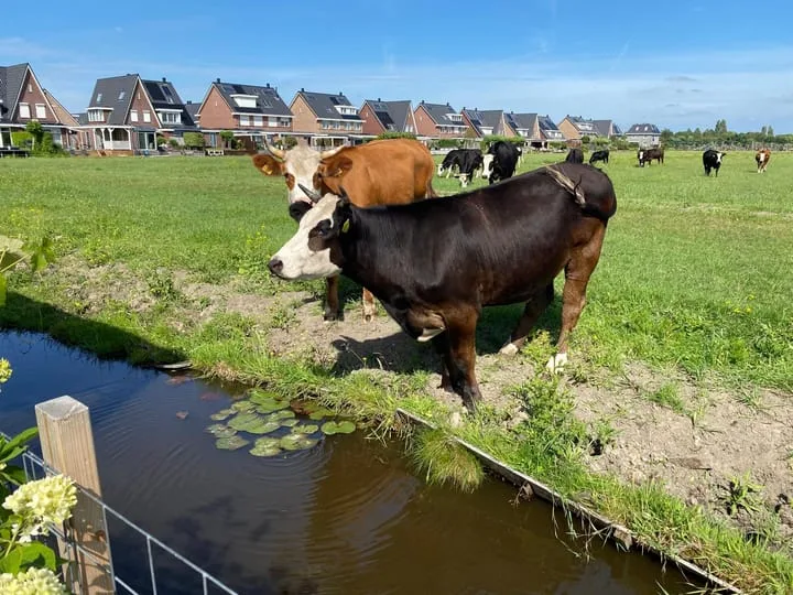 Hooilaan 14 De Kwakel thumbnail 65