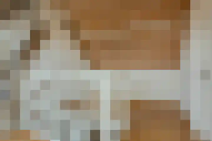 Hooiland 18 Geldrop thumbnail 36