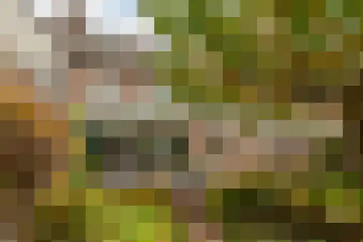 Hooiland 18 Geldrop thumbnail 49