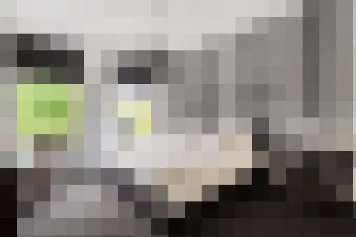 Hooilanden 43 Lemelerveld thumbnail 29