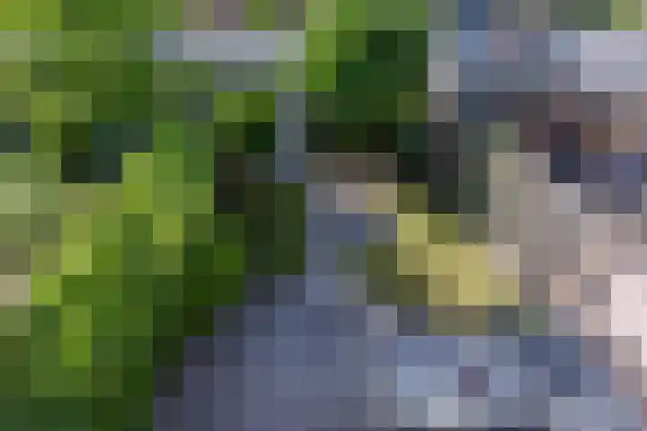 Hooischelf 21 Malden thumbnail 33