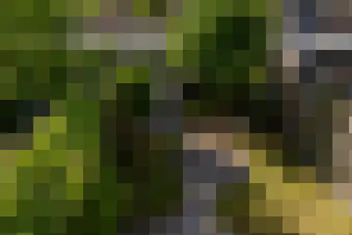Hooischelf 21 Malden thumbnail 34