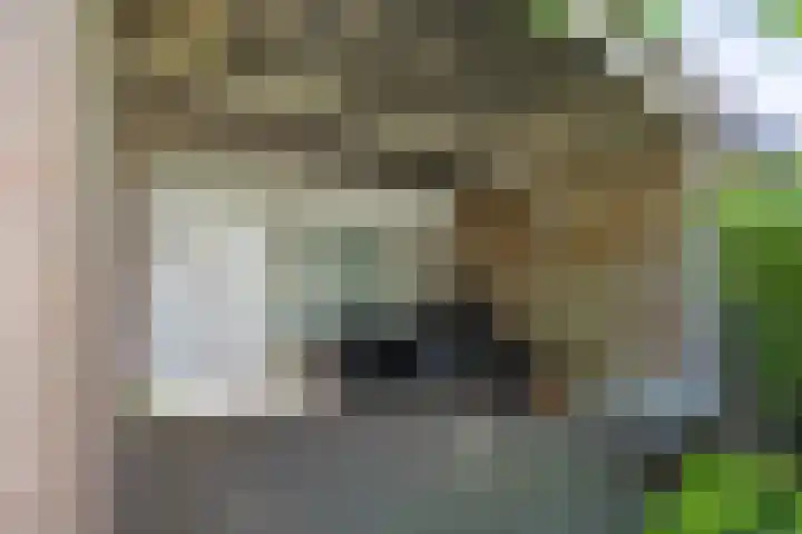 Hooischelf 21 Malden thumbnail 42
