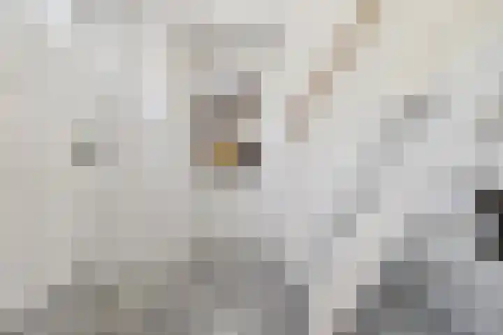Hooistraat 4 Druten thumbnail 4