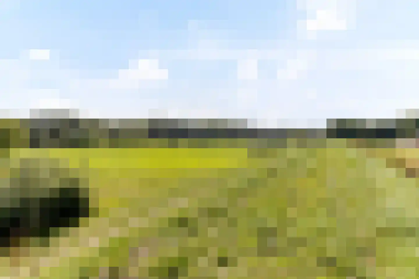 Hooiwagen 18 Bant thumbnail 33
