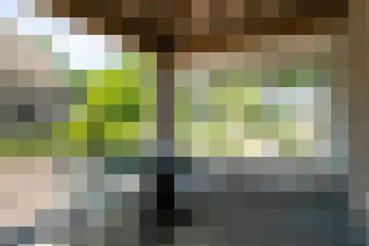 Hool 55 Erp thumbnail 31