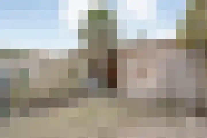 Hoornblad 63 Hardenberg thumbnail 39