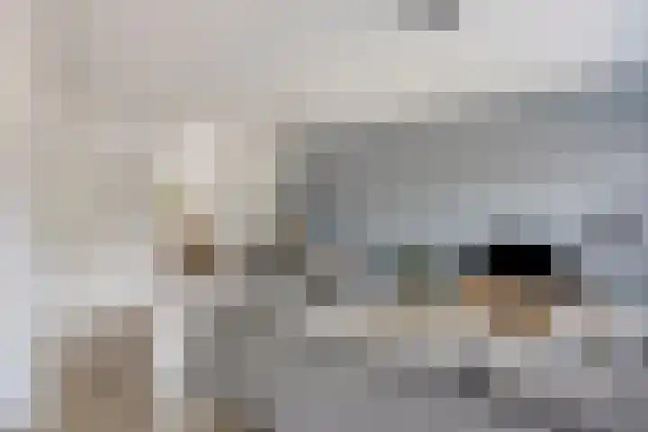 Hoornblendedijk 7 Roosendaal thumbnail 7