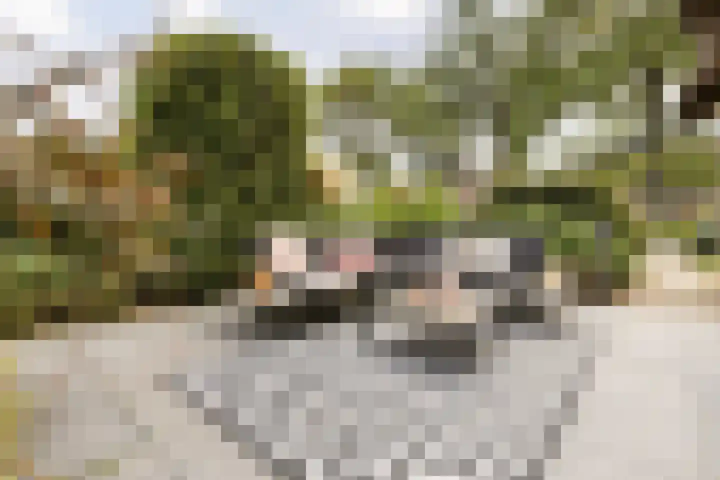 Hoornbloem 10 Nijverdal thumbnail 42