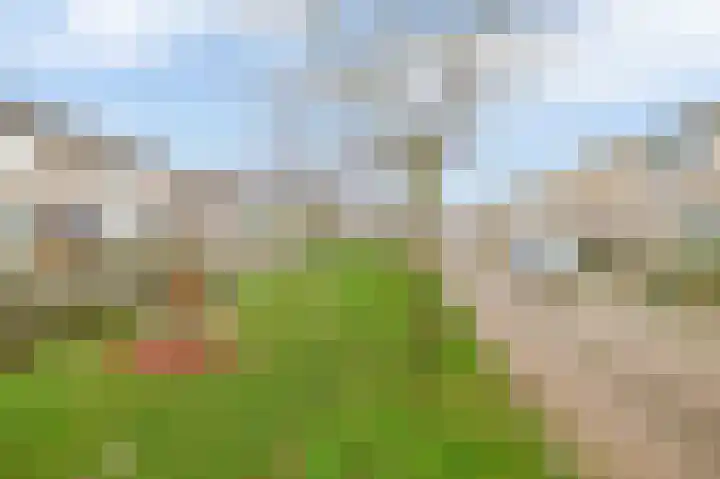 Hoornbloem 10 Tegelen thumbnail 25