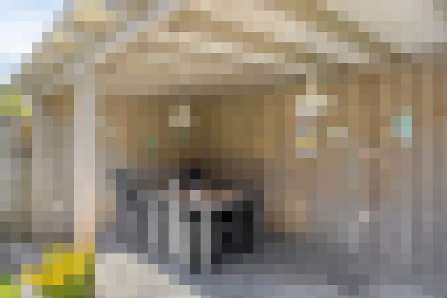 Hoornbloem 12 Grave thumbnail 33