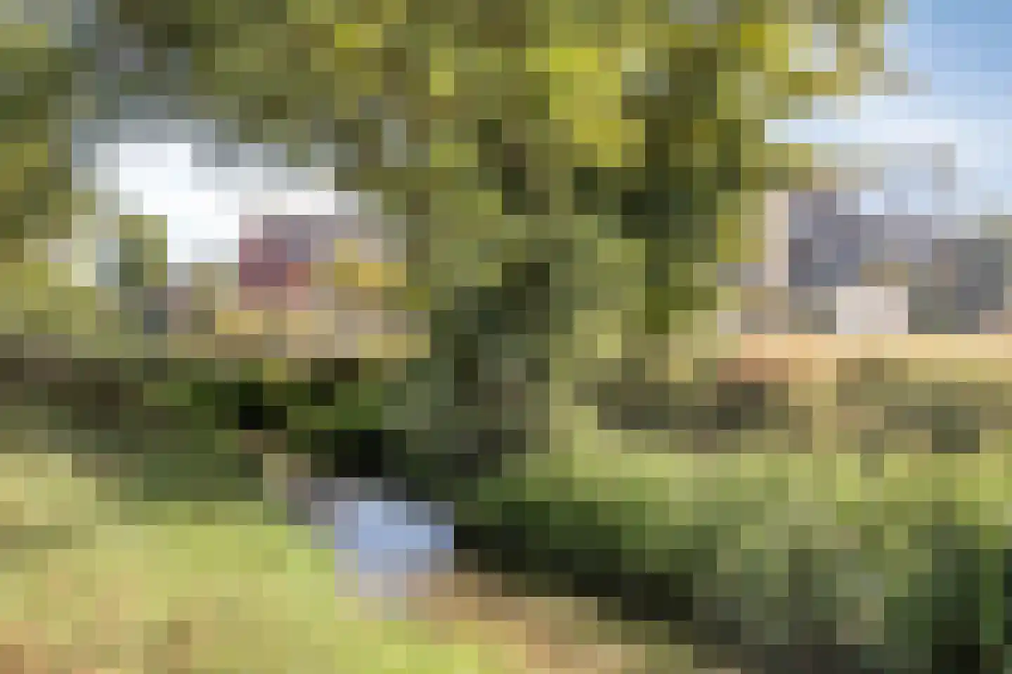 Hoornbloem 12 Grave thumbnail 39