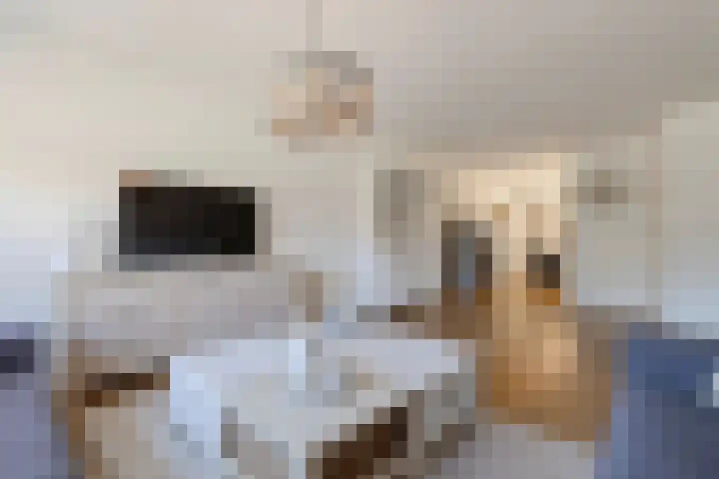 Hoornbloem 2 Tegelen thumbnail 10