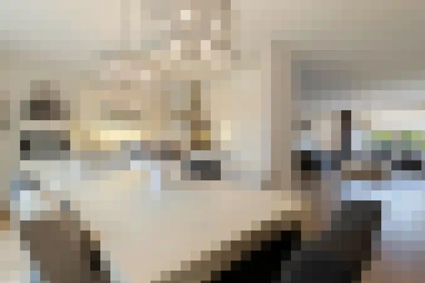 Hoornbloem 2 Tegelen thumbnail 14