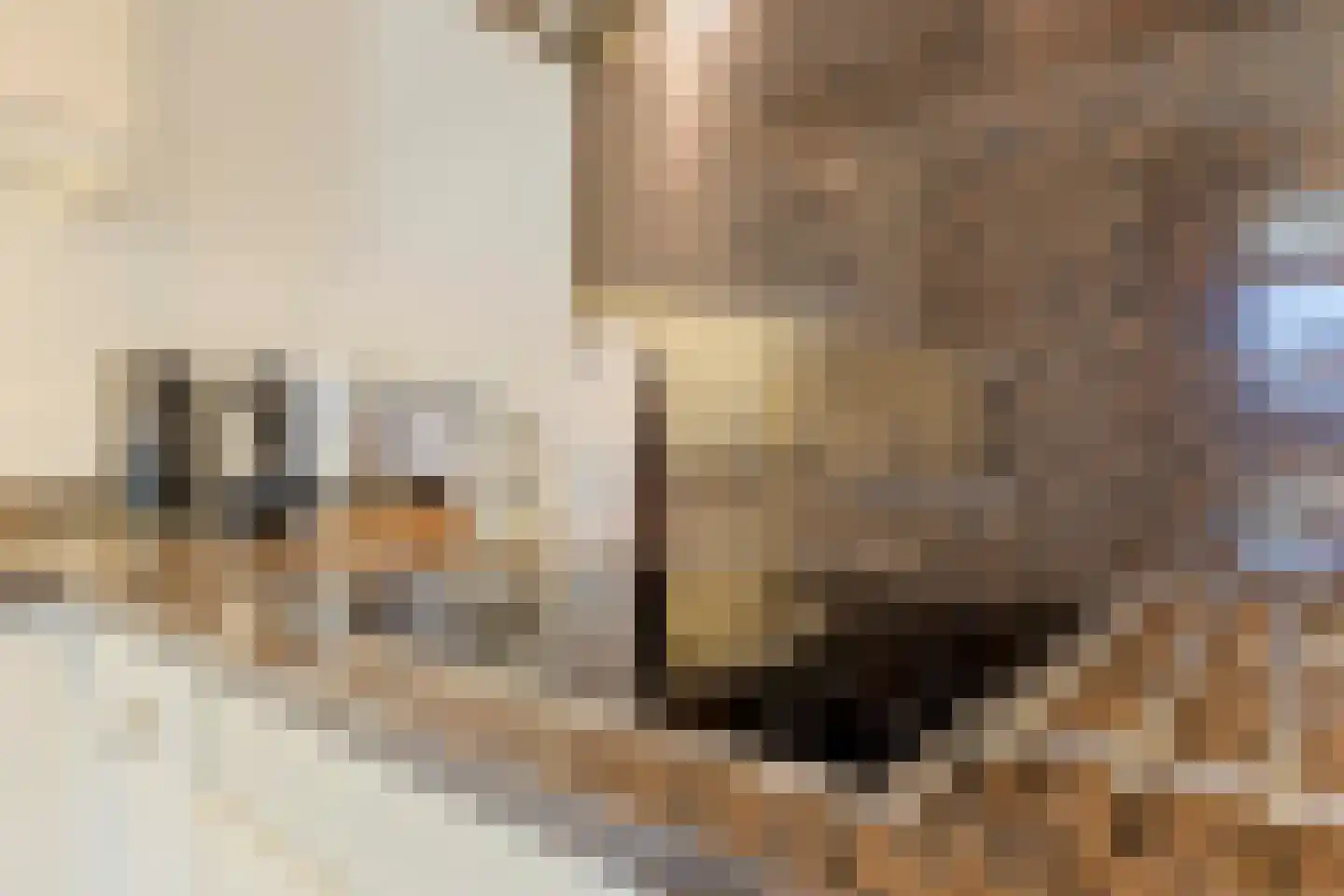 Hoornbloem 2 Tegelen thumbnail 18