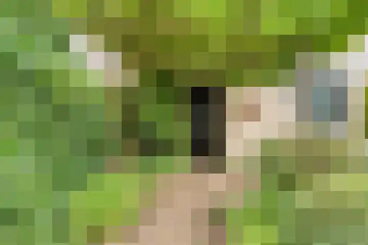 Hoornbloem 20 Castricum thumbnail 39