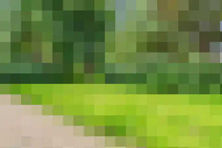 Hoornbloem 20 Castricum thumbnail 49