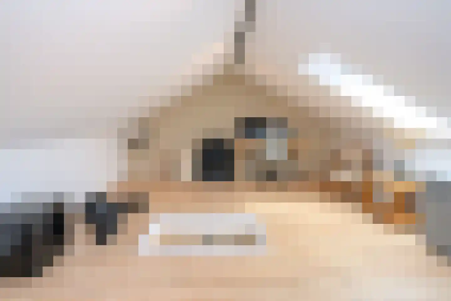 Hoornbloem 27 Brummen thumbnail 13