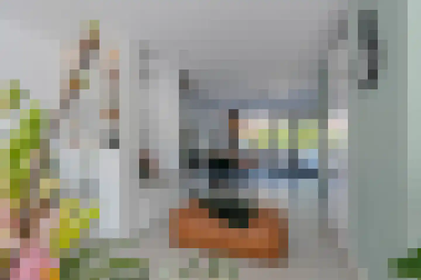 Hoornbloem 32 Tegelen thumbnail 16