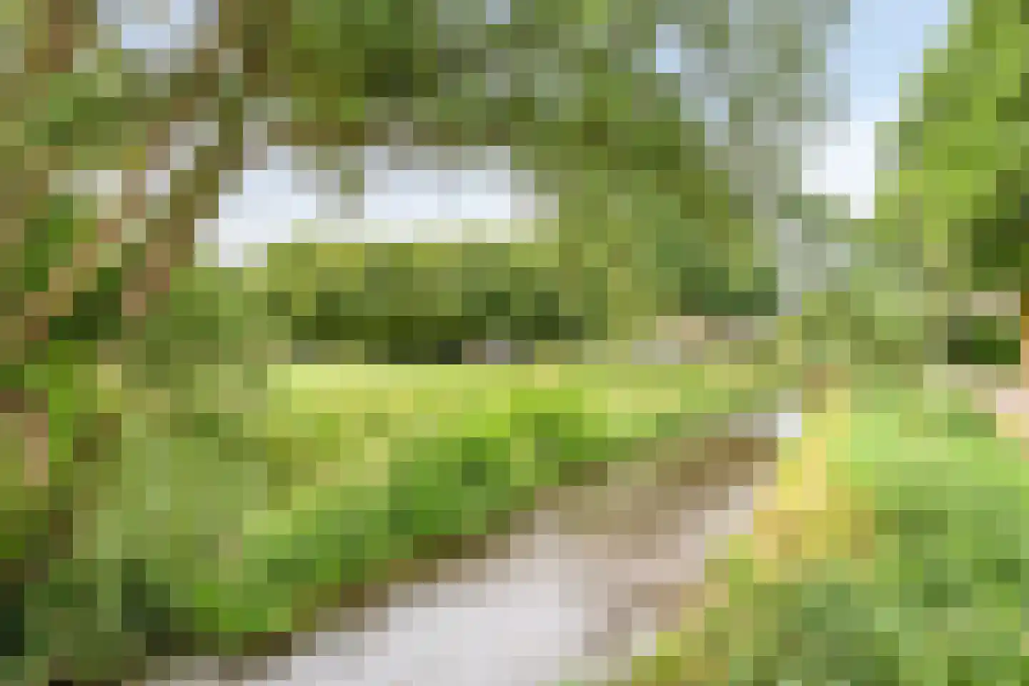 Hoornbloem 5 Grave thumbnail 38