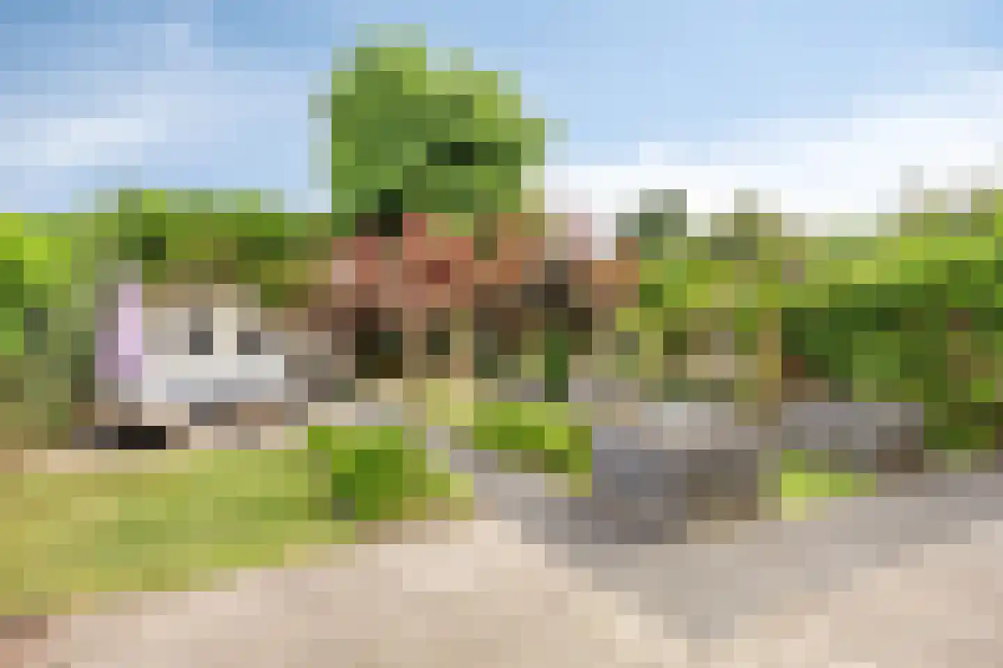 Hoornbloem 5 Grave thumbnail 4