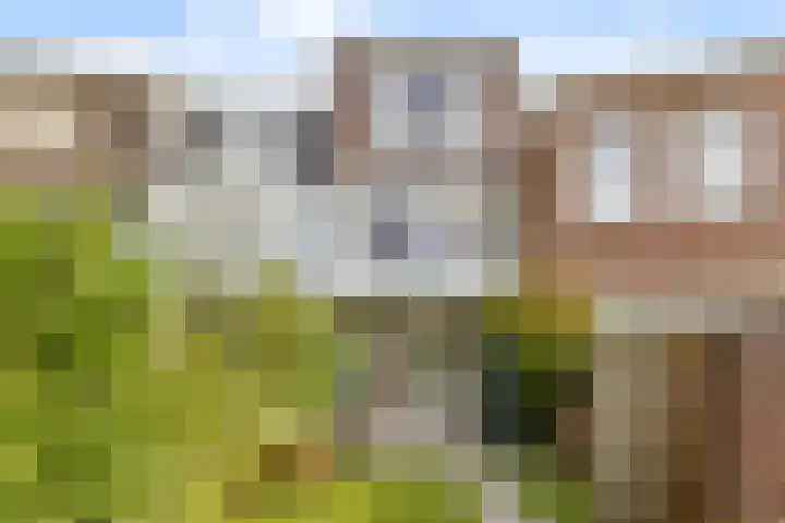 Hoornbruglaan 39 Rijswijk thumbnail 17