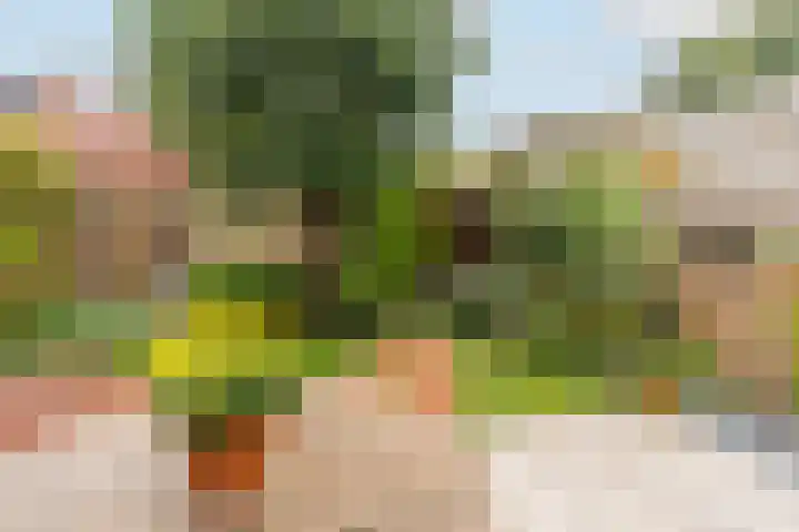 Hoorncamp 18 Houten thumbnail 15