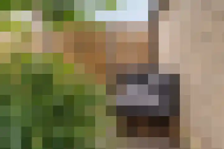 Hoorncamp 18 Houten thumbnail 18