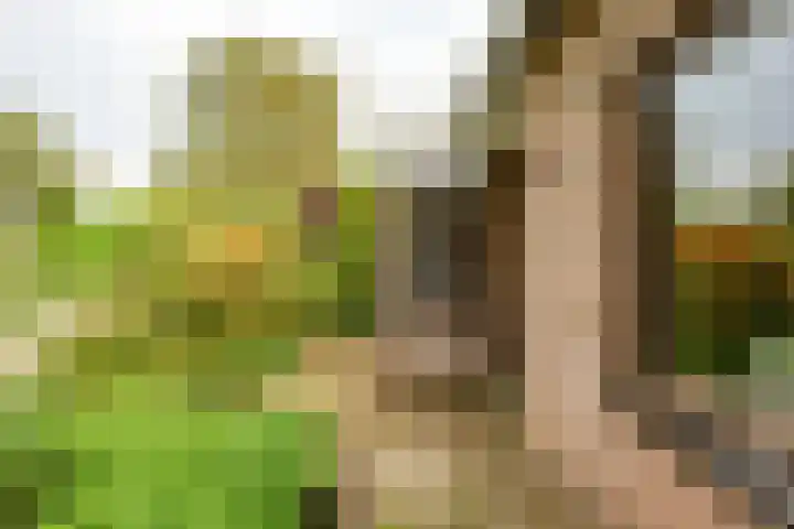 Hoorniklaan 8 Groningen thumbnail 5