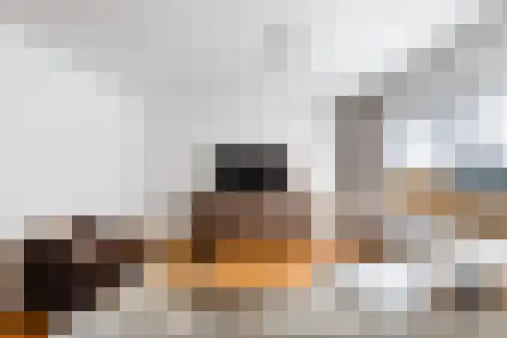 Hoornklaver 1 Rotterdam thumbnail 16