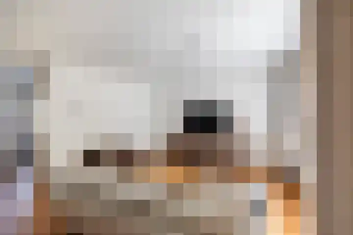 Hoornklaver 1 Rotterdam thumbnail 18
