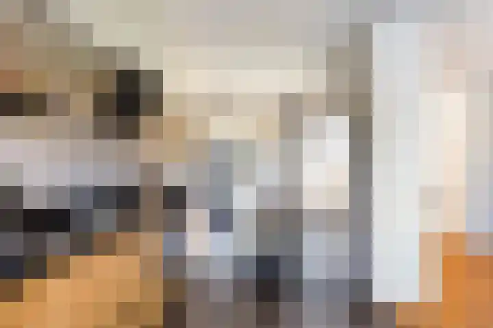 Hoornklaver 1 Rotterdam thumbnail 20