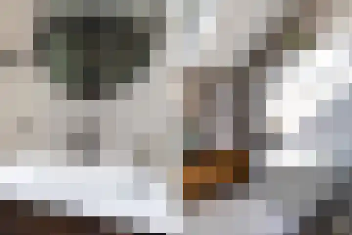 Hoornklaver 1 Rotterdam thumbnail 25